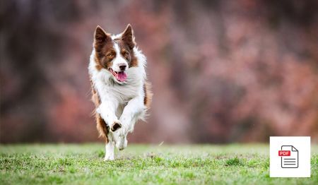 Hund Bewegungsapparat Allgemein Paket - Hunde Homöopathie Anleitung