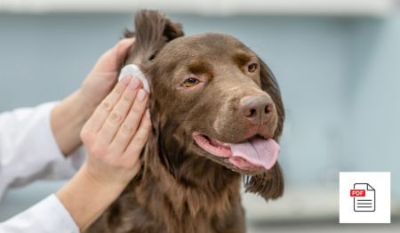 Ohrerkrankungen beim Hund - Hunde Homöopathie Anleitung