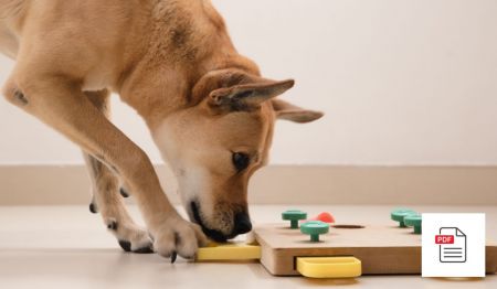 Krankheiten des Gehirns beim Hund - Hunde Homöopathie Anleitung