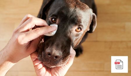 Augenerkrankungen beim Hund - Hunde Homöopathie Anleitung