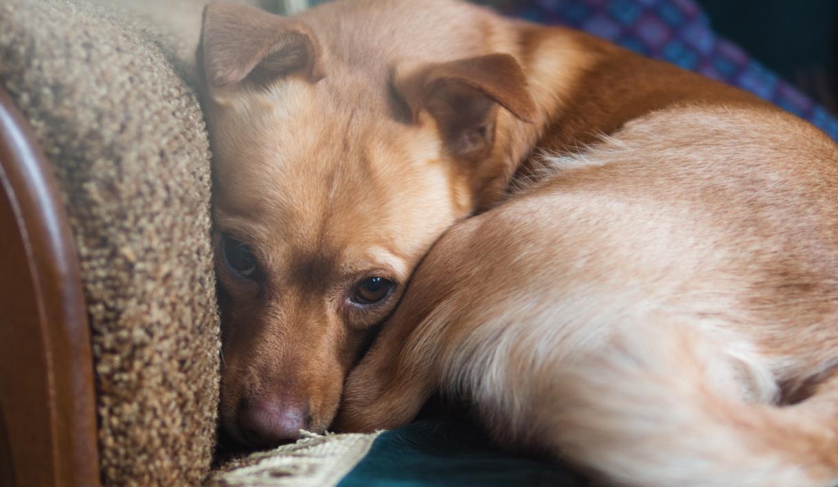 Angst bei Welpen und Junghunden