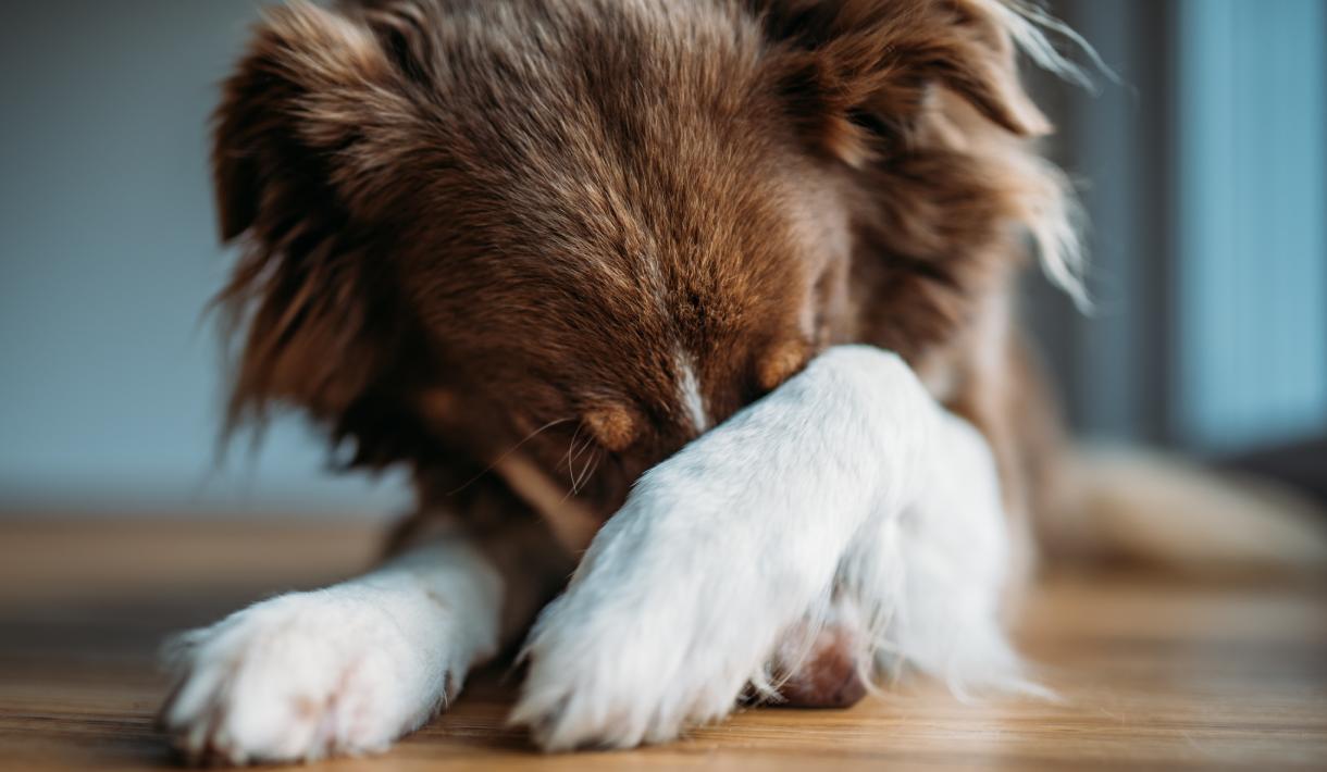 Angsttherapie für Hunde: Ursachen, Symptome und Hilfestellungen