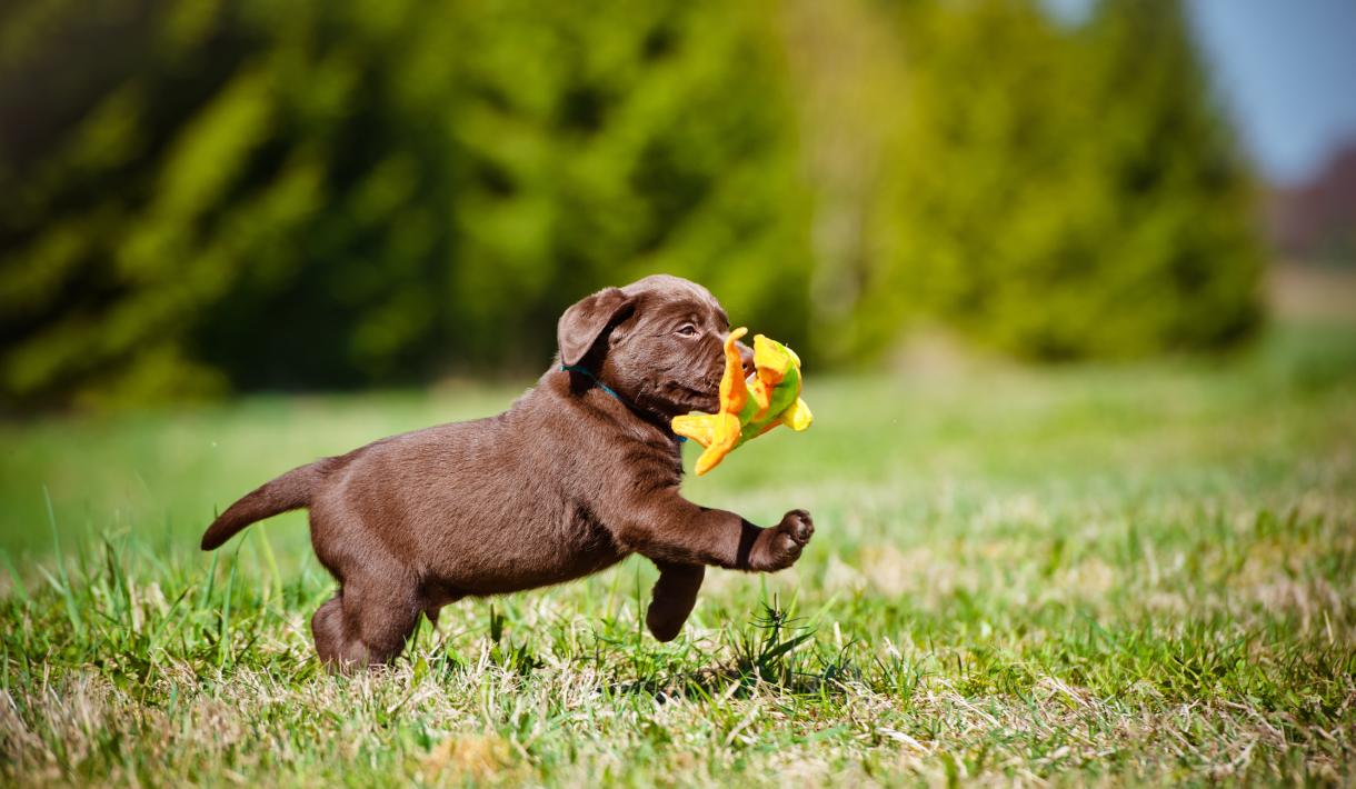 Hundewelpen: Liebevoller Umgang und wichtige Tipps für die ersten Wochen