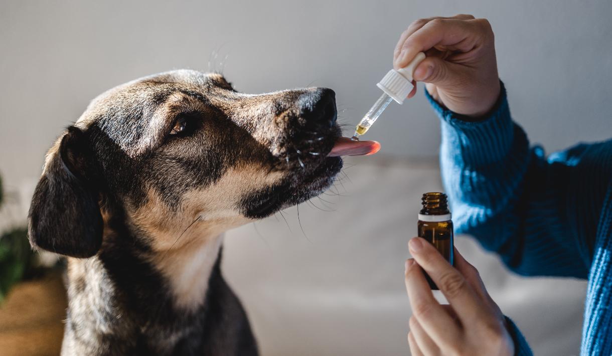 Was ist Hundehomöopathie?