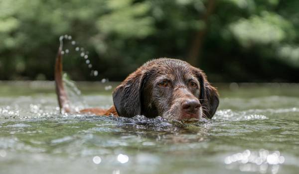 Workshop Themen: Homöopathie beim Hund - schwimmen