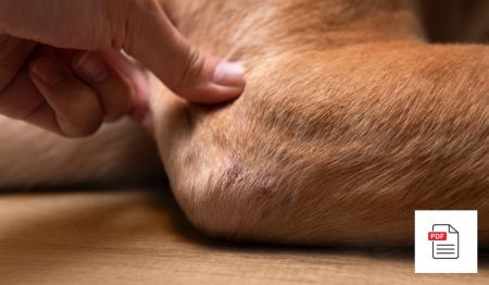 Krankheiten der Haut beim Hund - Hunde Homöopathie Anleitung