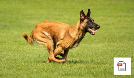 Erkrankungen des Muskelapparates beim Hund - Hunde Homöopathie Anleitung