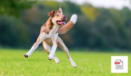 Erkrankungen der Sehnen und Bänder beim Hund - Hunde Homöopathie Anleitung