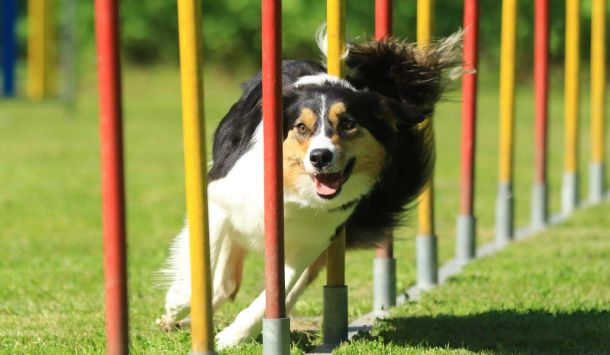 Vitalparameter bei Hunden
