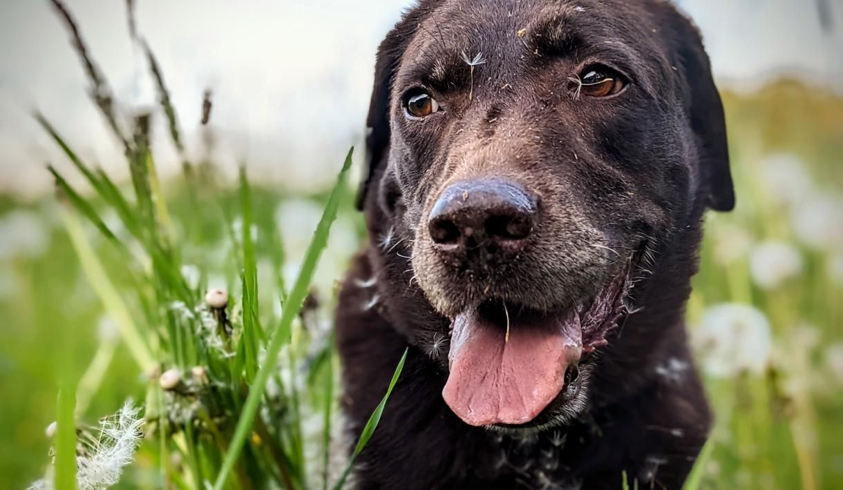 Pollenallergie beim Hund: Symptome, Hilfestellung und Homöopathie
