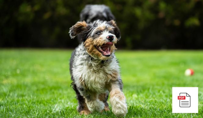 Hund Atemwege Allgemein Paket - Hunde Homöopathie Anleitung