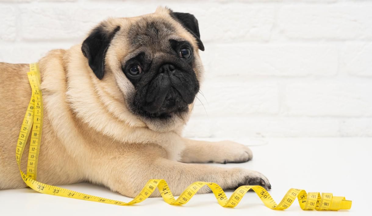 Konstitutionstypen beim Hund erklärt