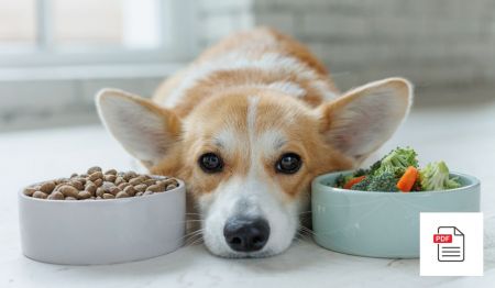 Erkrankungen des Darms beim Hund - Hunde Homöopathie Anleitung