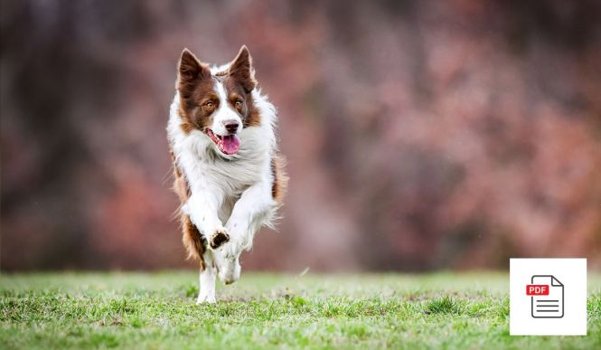 Hund Bewegungsapparat Allgemein Paket - Hunde Homöopathie Anleitung