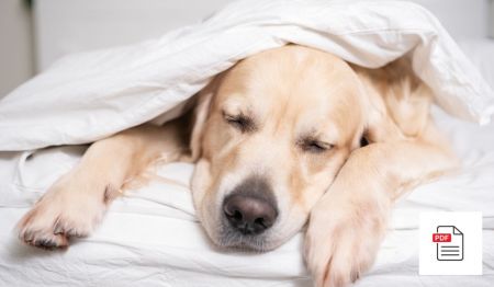 Halsentzündungen bei Hunden - Hunde Homöopathie Anleitung