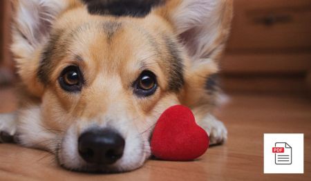 Herzerkrankungen beim Hund - Hunde Homöopathie Anleitung
