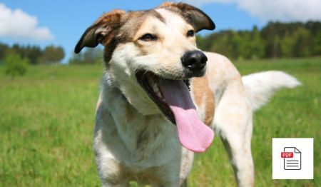 Krankheiten der unteren Atemwege bei Hunden - Hunde Homöopathie Anleitung