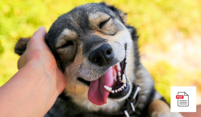 Hund Kopf Allgemein Paket - Hunde Homöopathie Anleitung