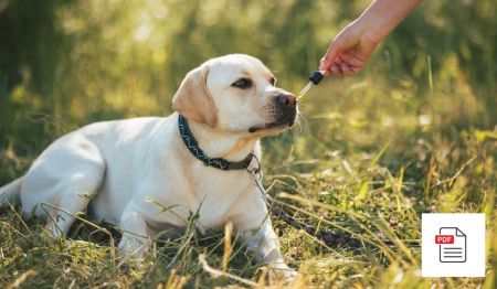 Erkrankungen der Leber beim Hund - Hunde Homöopathie Anleitung