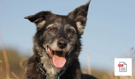 Hunde im Seniorenalter - Hunde Homöopathie Anleitung