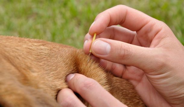 Akupunktur beim Hund: Drei Methoden für mehr Wohlbefinden