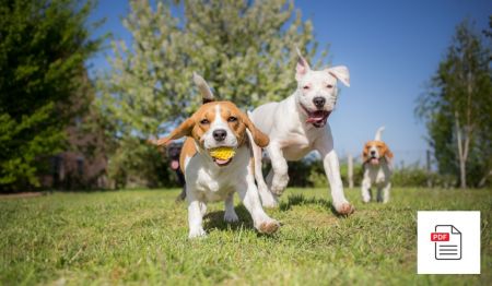 Verhaltensstörungen beim Hund - Hunde Homöopathie Anleitung