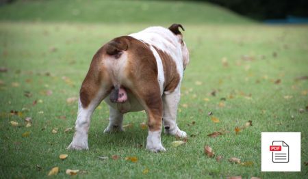 Erkrankungen der männlichen Geschlechtsorgane beim Hund - Hunde Homöopathie Anleitung