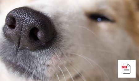 Erkrankungen der oberen Atemwege bei Hunden - Hunde Homöopathie Anleitung