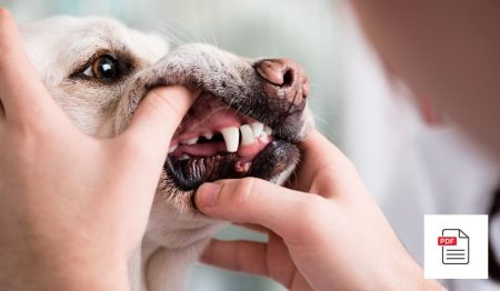Gesunde Maulhöhle bei Hunden - Hunde Homöopathie Anleitung