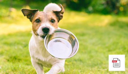 Erkrankungen des Magens beim Hund - Hunde Homöopathie Anleitung