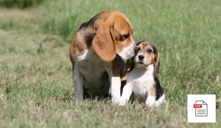 Erkrankungen der weiblichen Geschlechtsorgane beim Hund - Hunde Homöopathie Anleitung