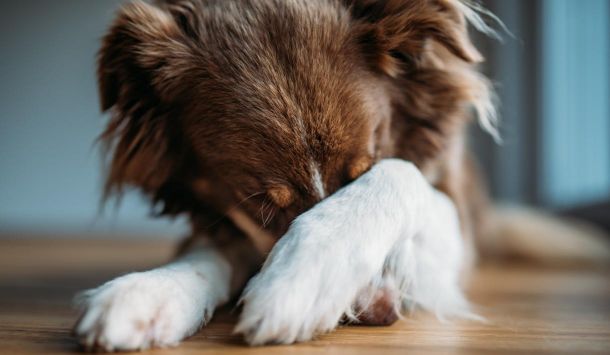 Angsttherapie für Hunde: Ursachen, Symptome und Hilfestellungen