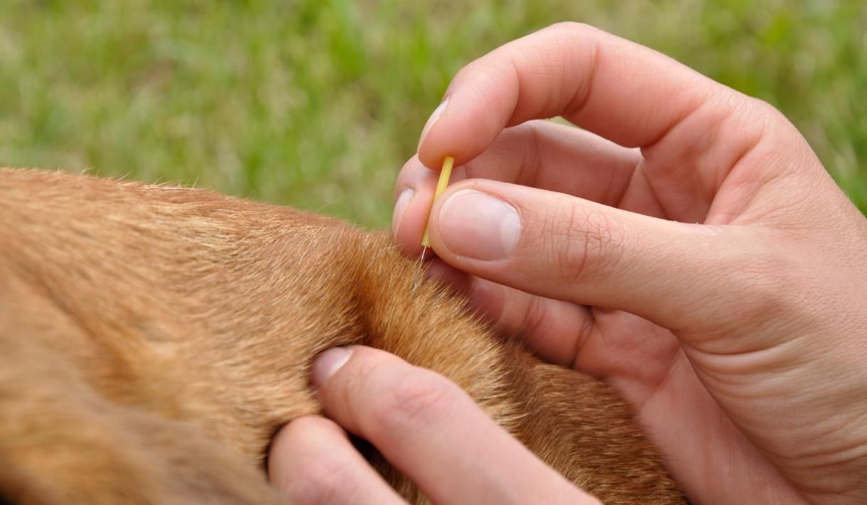 Akupunktur beim Hund: Drei Methoden für mehr Wohlbefinden