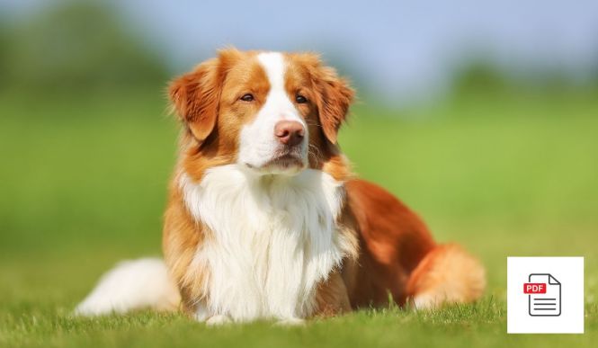 Hunde Homöopathie Gesamtpaket – Hunde Homöopathie Anleitung