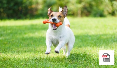 Erkrankungen der Knochen beim Hund - Hunde Homöopathie Anleitung
