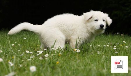 Erkrankungen der Harnwege bei Hunden - Hunde Homöopathie Anleitung